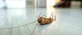 pest-control